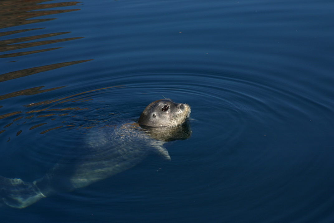 Saglek-bearded seal.jpg