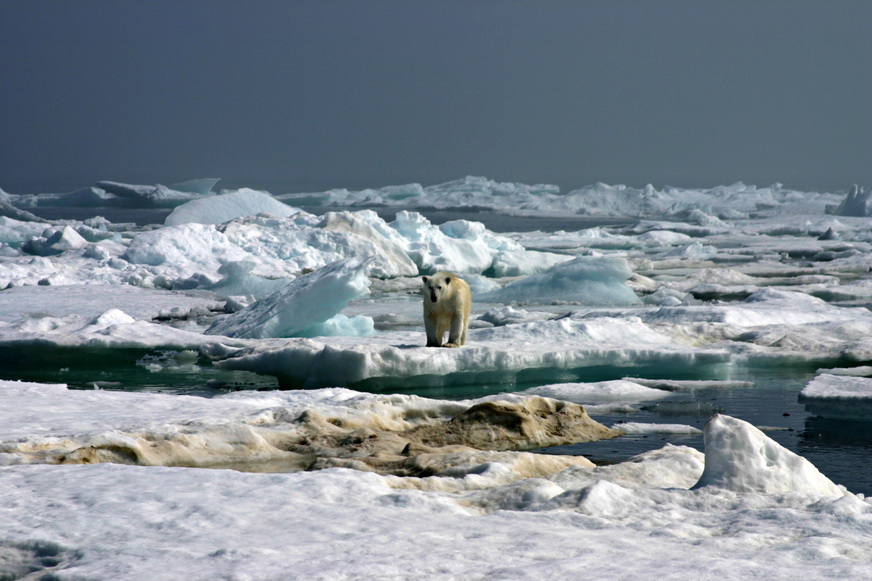 Cruising in pack ice - polar bear.jpg